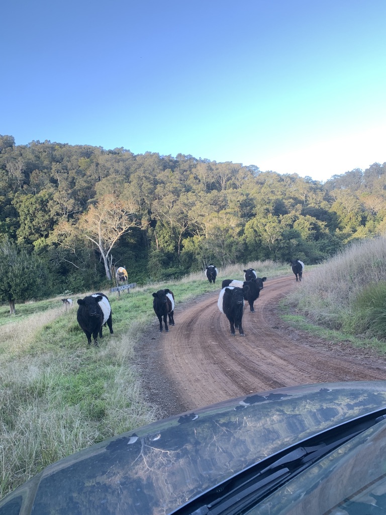 Belted galloway cattle on the dirt track