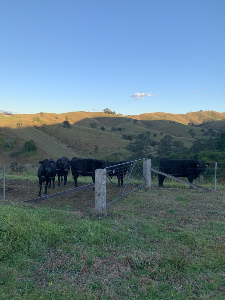 Angus cattle at the gate at golden hour