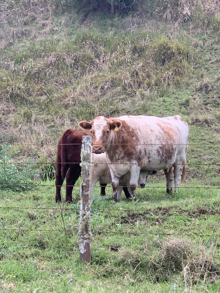 Curious cows by the fence line