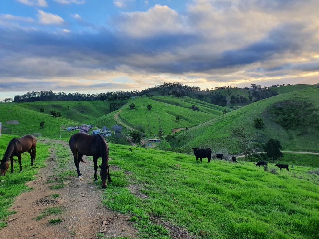 Horses and cattle grazing the hilltop pasture